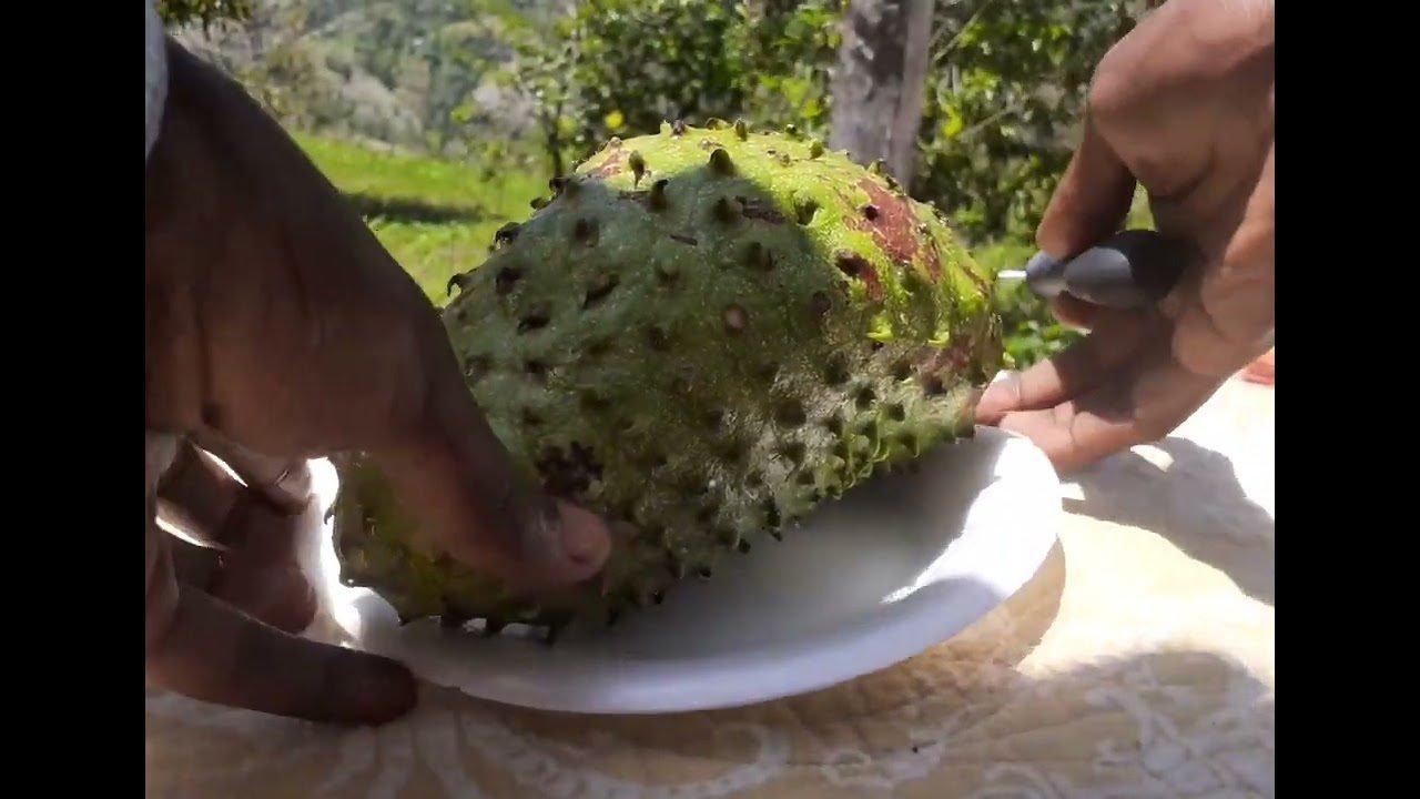 Déguster un corossol dans la jungle| frompariscitytojungle'slife